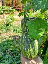 Image result for tromboncino