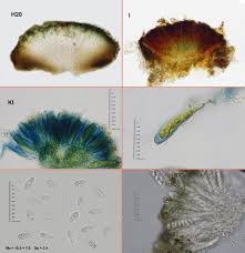 Attēlu rezultāti vaicājumam “Xylographa paralella”