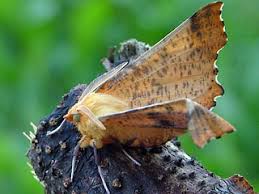 Attēlu rezultāti vaicājumam “Ennomos autumnaria male”