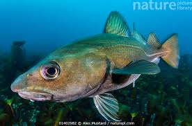 Image result for Gadus morhua