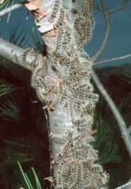 Attēlu rezultāti vaicājumam “Orbilia sp.”