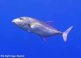 Image result for Caranx melampygus