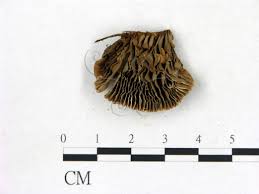 Attēlu rezultāti vaicājumam “Gloeophyllum abietinum”