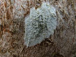 Attēlu rezultāti vaicājumam “Lecanora carpinea”