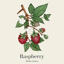 Attēlu rezultāti vaicājumam “Rubus idaeus leaf”