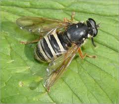 Attēlu rezultāti vaicājumam “Temnostoma vespiforme”