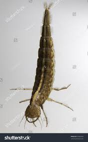 Attēlu rezultāti vaicājumam “Dytiscus sp.”