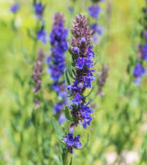 Attēlu rezultāti vaicājumam “Hyssopus officinalis”