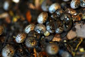 Attēlu rezultāti vaicājumam “Cyathus striatus”