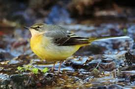 Attēlu rezultāti vaicājumam “Motacilla cinerea”