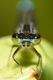 Attēlu rezultāti vaicājumam “Ischnura elegans”