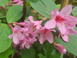 Attēlu rezultāti vaicājumam “Weigela praecox”