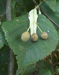 Attēlu rezultāti vaicājumam “Tilia x vulgaris”