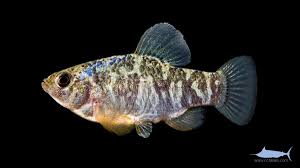 Attēlu rezultāti vaicājumam “Cychramus variegatus”