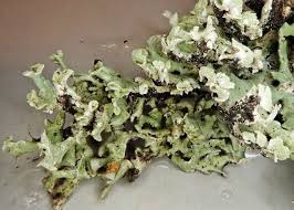 Attēlu rezultāti vaicājumam “Hypogymnia physodes”