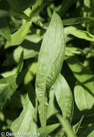 Attēlu rezultāti vaicājumam “Centaurea jacea fruit”
