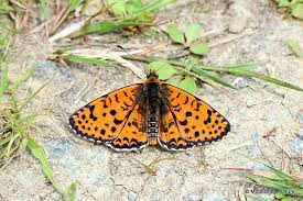 Attēlu rezultāti vaicājumam “Melitaea didyma male”