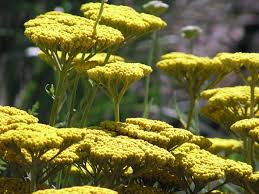 Image result for Achillea filipendulina