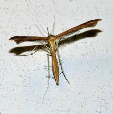 Attēlu rezultāti vaicājumam “Anacampsis blatariella”