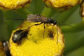 Attēlu rezultāti vaicājumam “Pammene rhediella”