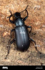 Attēlu rezultāti vaicājumam “Tenebrionidae”