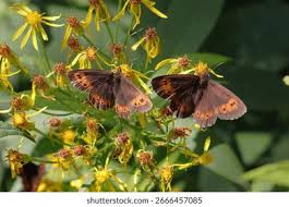 Attēlu rezultāti vaicājumam “Erebia ligea”