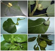 Attēlu rezultāti vaicājumam “Thecabius affinis imago”