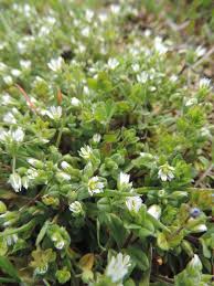 Attēlu rezultāti vaicājumam “Cerastium semidecandrum”