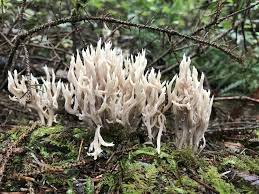 Attēlu rezultāti vaicājumam “Clavulina coralloides”