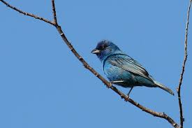 Image result for Passerina cyanea