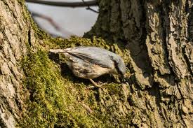 Attēlu rezultāti vaicājumam “Sitta europaea nest”