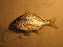 Image result for Rhabdosargus holubi