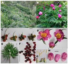 Attēlu rezultāti vaicājumam “Paeoniaceae”