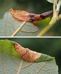 Attēlu rezultāti vaicājumam “Caloptilia stigmatella”