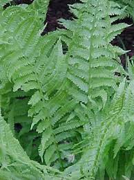 Attēlu rezultāti vaicājumam “Matteuccia struthiopteris”