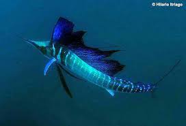 Image result for Istiophorus platypterus