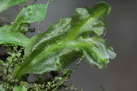 Attēlu rezultāti vaicājumam “Moerckia hibernica”