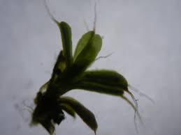 Attēlu rezultāti vaicājumam “Syntrichia virescens”