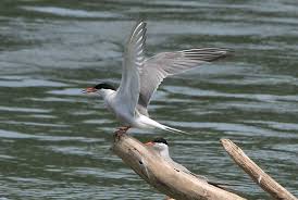 Attēlu rezultāti vaicājumam “Sterna hirundo adult”