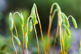 Attēlu rezultāti vaicājumam “sporophyte”