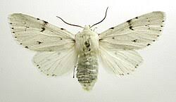 Attēlu rezultāti vaicājumam “Acronicta leporina”