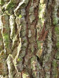 Attēlu rezultāti vaicājumam “Ulmus minor f. suberosa”