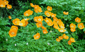 Image result for Scheinmohn