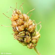 Attēlu rezultāti vaicājumam “Lysimachia thyrsiflora bud”