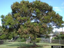 Attēlu rezultāti vaicājumam “Aphis confusa”