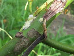 Attēlu rezultāti vaicājumam “Trichia scabra sessile”