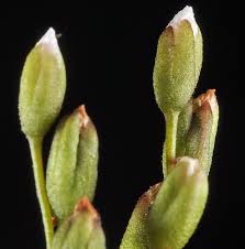Attēlu rezultāti vaicājumam “Drosera anglica flower”