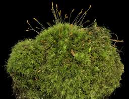 Attēlu rezultāti vaicājumam “Dicranella heteromalla”