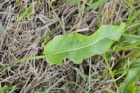 Attēlu rezultāti vaicājumam “Armoracia rusticana leaf”