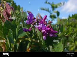 Attēlu rezultāti vaicājumam “Lathyrus japonicus subsp. maritimus”